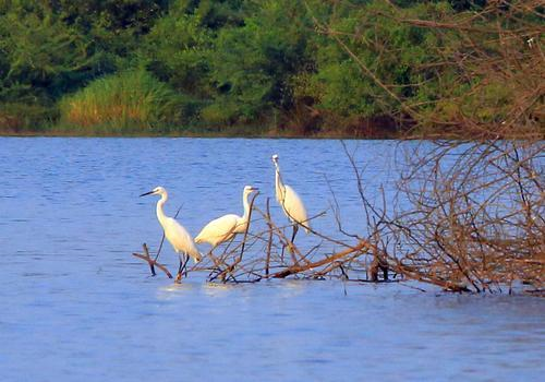 白鹭喜欢在水边与树上.png 白鹭喜欢在水边与树上.png