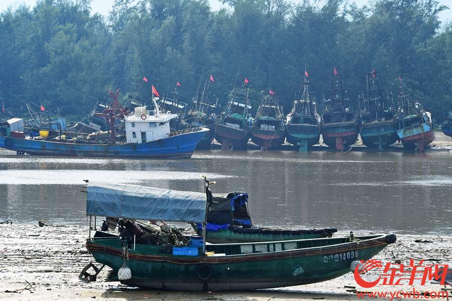 “山竹”将至，昨天，湛江市各避风港停留的渔船在阳光下静静地等待。金羊网记者 邓勃 摄