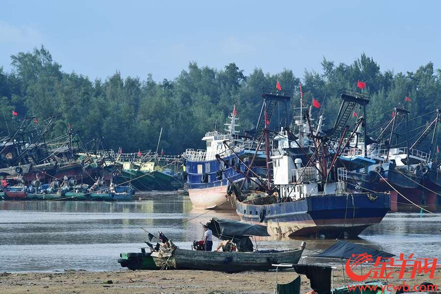 “山竹”将至，昨天，湛江市各避风港停留的渔船在阳光下静静地等待。金羊网记者 邓勃 摄