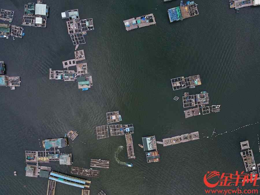 小桂码头附近，海面上的鱼排慢慢集中避风。王磊摄