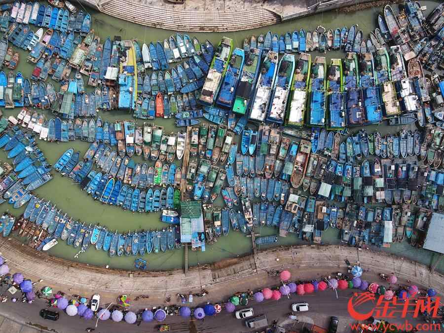 俯瞰澳头港港湾内躲避台风的渔船。王磊摄