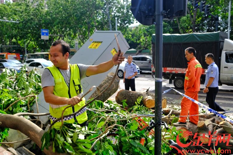 9月17日，强台风“山竹”过后，广州各方加紧“恢复”。环卫工人加紧清理倒树，垃圾等。交通部门抢修被倒树压坏的交通信号设备。记者 陈秋明 摄