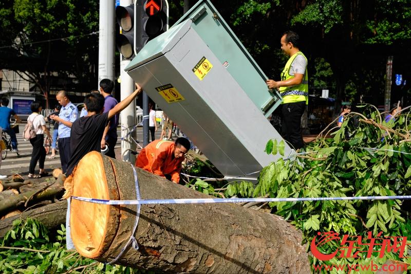 9月17日，强台风“山竹”过后，广州各方加紧“恢复”。环卫工人加紧清理倒树，垃圾等。交通部门抢修被倒树压坏的交通信号设备。记者 陈秋明 摄