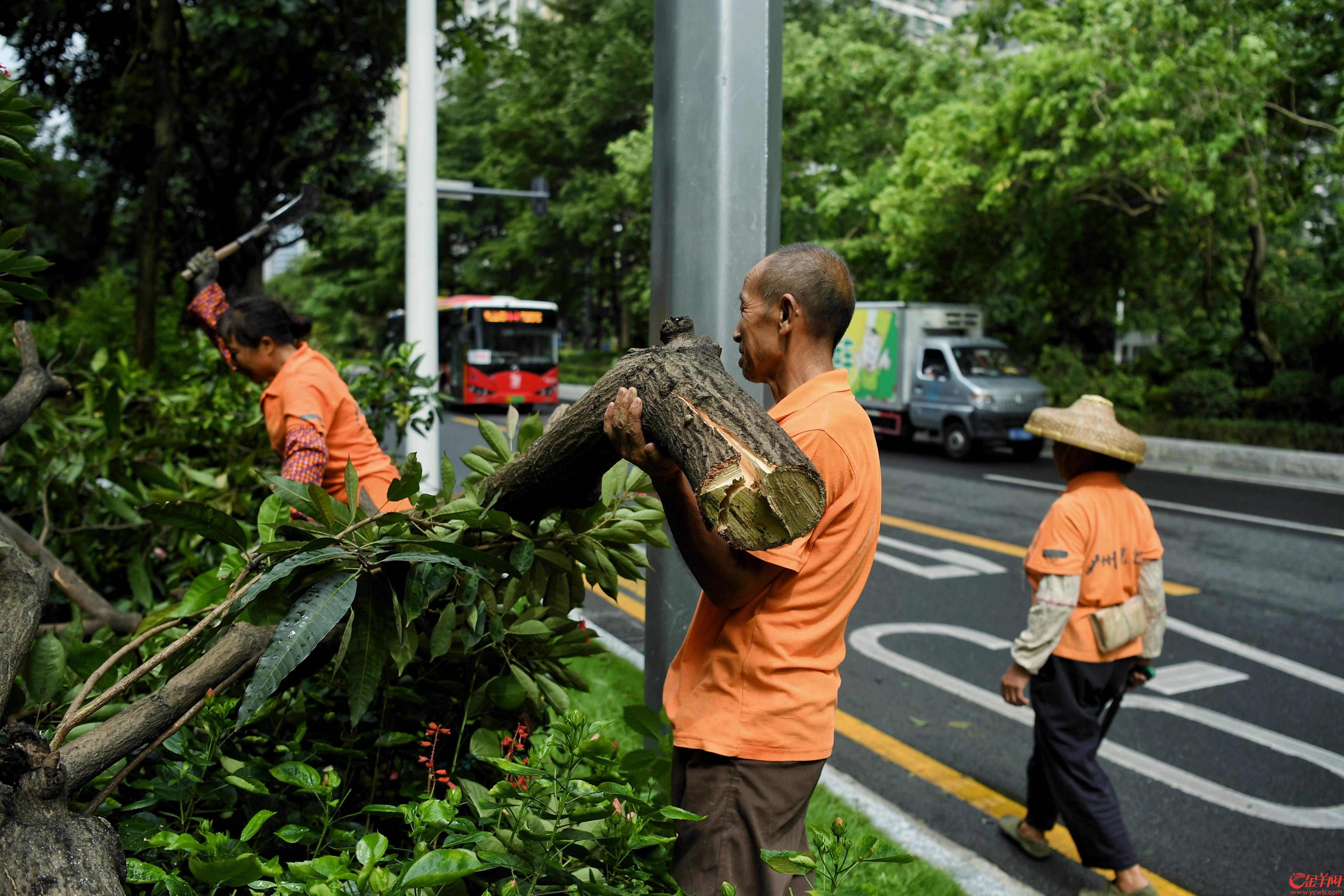 绿化人员在临江大道清理倒树 金羊网记者 周巍 摄