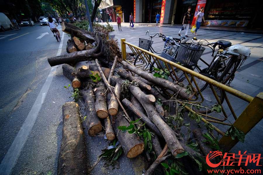 强台风“山竹”走后第四天（9月20日），广州西华路这条“西关网红食街”，道路两旁堆着已经归拢好的枯枝，晨光下令人格外的“怅然若失”。记者粗略统计，从康王路口到人民路口，短短800米，有16棵大树被“山竹”吹倒。相关部门正有序清理，把树枝树干暂时堆在路两旁，快速清理出车道，让交通迅速恢复了正常，路过的街坊看着这些熟悉的大树“残骸”，十分惋惜，感慨真的要敬畏自然。
金羊网记者 陈秋明 摄影报道 