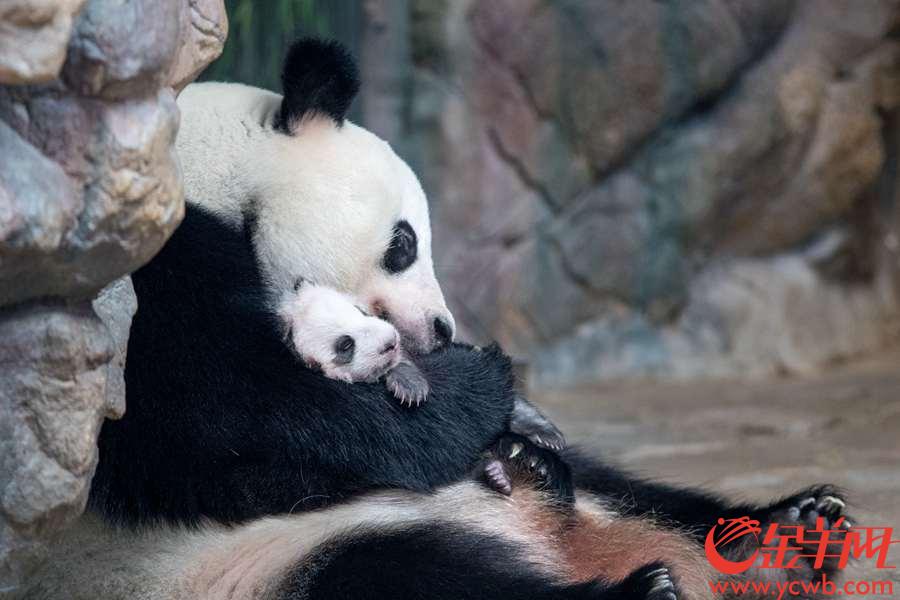 2018年9月20日，首只华南子二代熊猫“隆仔”迎来首展，在长隆野生动物世界与游客一起迎中秋、贺国庆。金羊网记者 宋金峪 摄