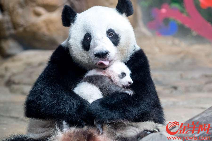 2018年9月20日，首只华南子二代熊猫“隆仔”迎来首展，在长隆野生动物世界与游客一起迎中秋、贺国庆。金羊网记者 宋金峪 摄