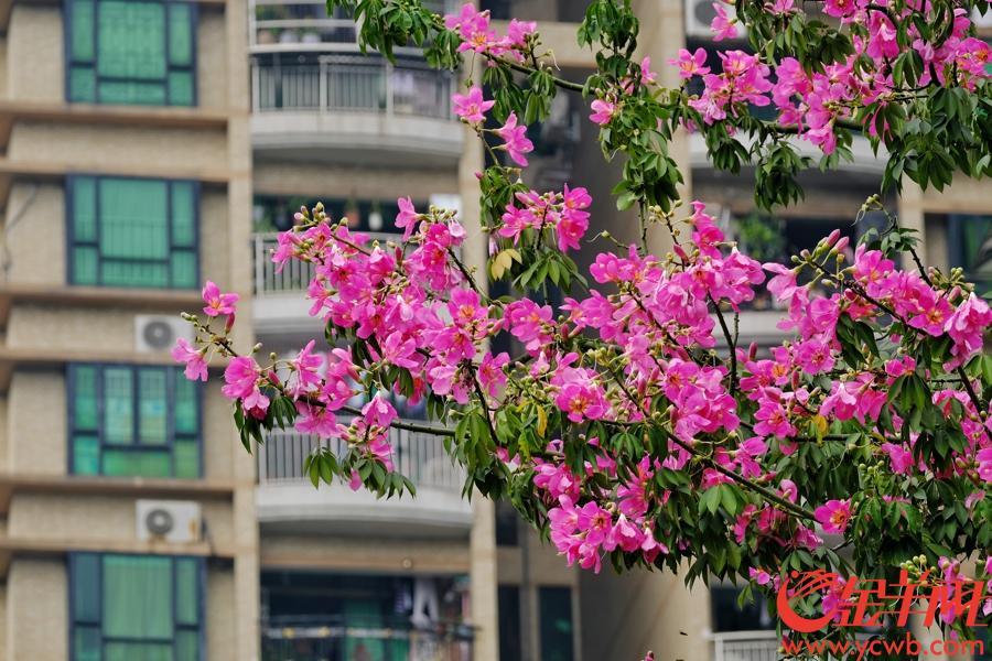 中秋佳节，广州城区街道的美丽异木棉灿烂盛开，红花绿叶十分夺目。刚刚才走的“山竹”强台风并没影响这些异木棉花开，街坊都赞这些异木棉“顽强”。记者 陈秋明 摄