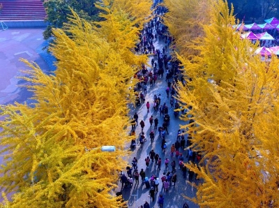  沈阳高校举办银杏节 树叶色彩斑斓犹如童话世界