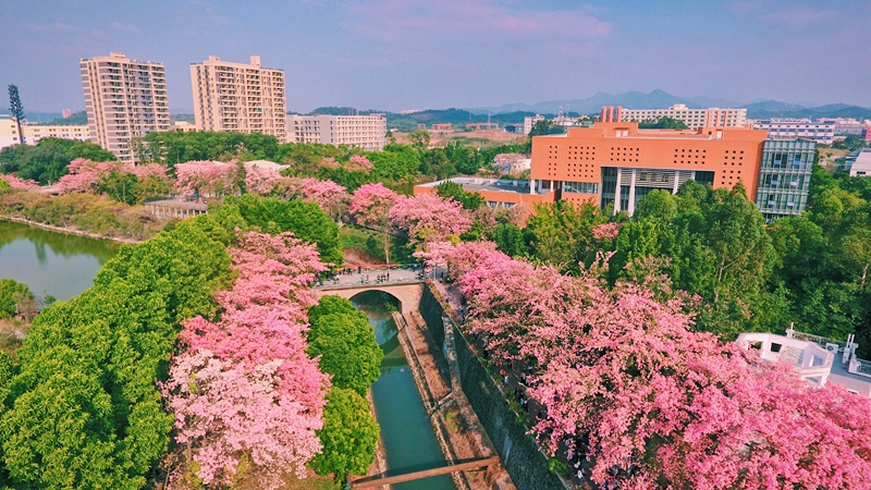 丝木棉花海下他们穿着自己制作的华服敬花承古