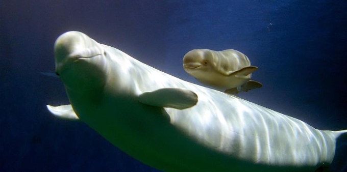  珠海长隆一次繁育成功三头小白鲸