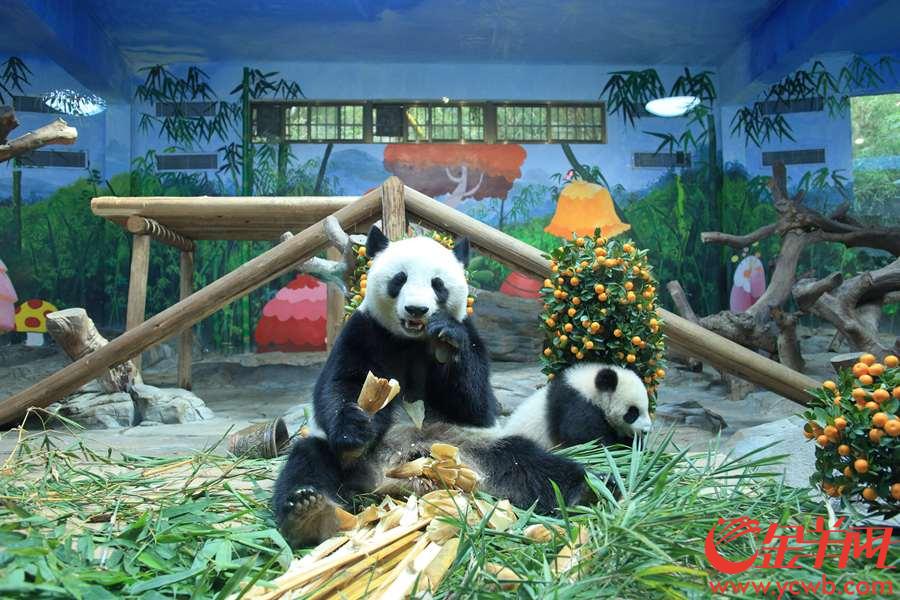 1月29日正值腊月廿四，热情的广东人民这一天也特地赶来为华南首只熊猫子二代“隆仔”和“婷仔”送上广州地道的新春祝福。两只“滚滚”于去年7月12日和7月29日相继出生，在保育员的24小时照顾下都茁壮成长。
据介绍，刚满半周岁的“隆仔”和“婷仔”在迎接“熊”生第一个中国农历新年的同时，也正在经历“熊”生最神圣的换毛色、变身大人模样的关键时刻。金羊网记者 宋金峪 摄