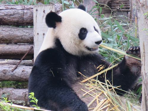 大熊猫在吃竹子.jpg