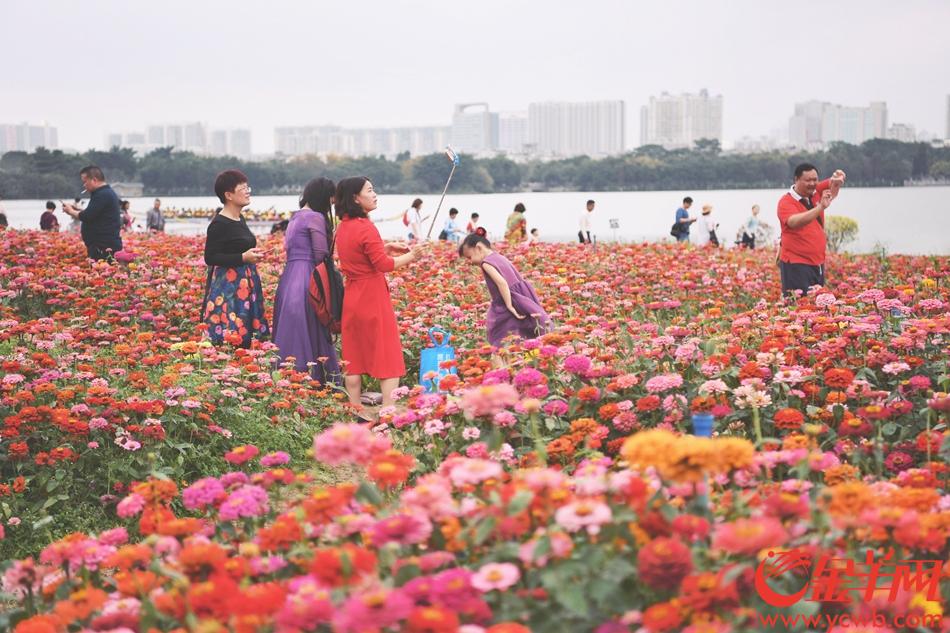 广州海珠湖公园鲜花盛放 花海吸引大批游客