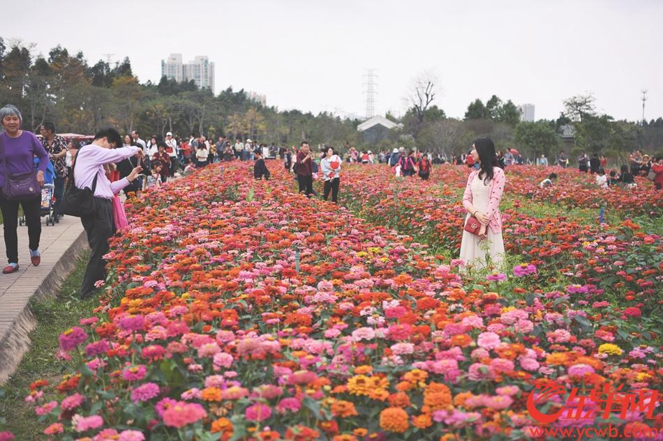 广州海珠湖公园鲜花盛放 花海吸引大批游客