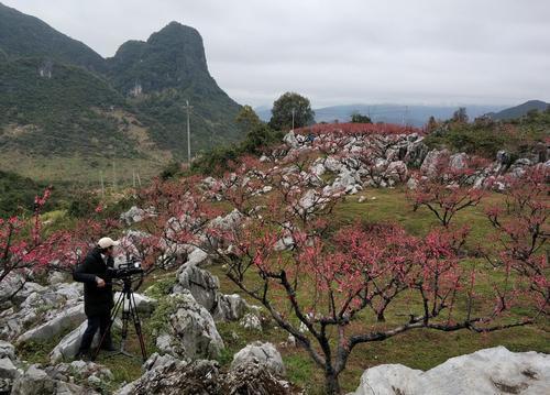 踏春赏花正当时,韶关翁源6万亩桃花绽放