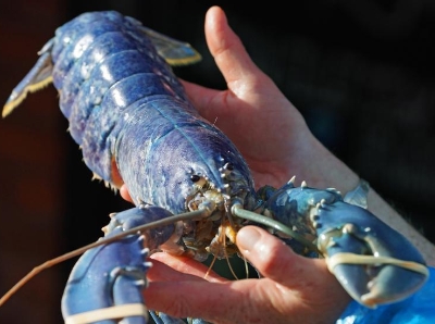  英国鱼商展示罕见蓝龙虾 躲过被煮命运供公众参观