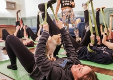  纽约一家咖啡馆开瑜伽课 猫咪成学员特殊“陪练”