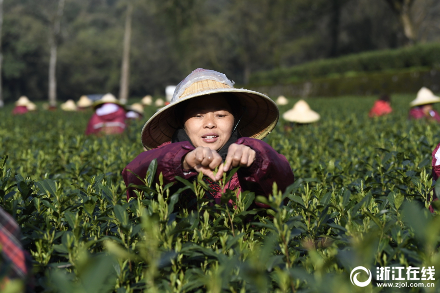 采茶工在采摘西湖龙井43号春茶.