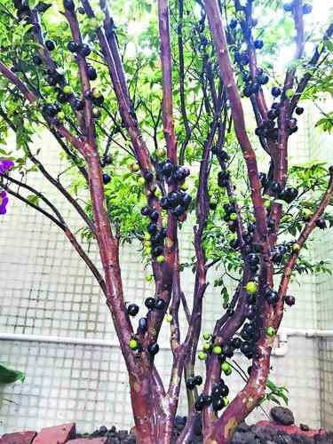 紫黑色的嘉宝果密密麻麻地挨着树干生长.jpg 紫黑色的嘉宝果密密麻麻地挨着树干生长.jpg