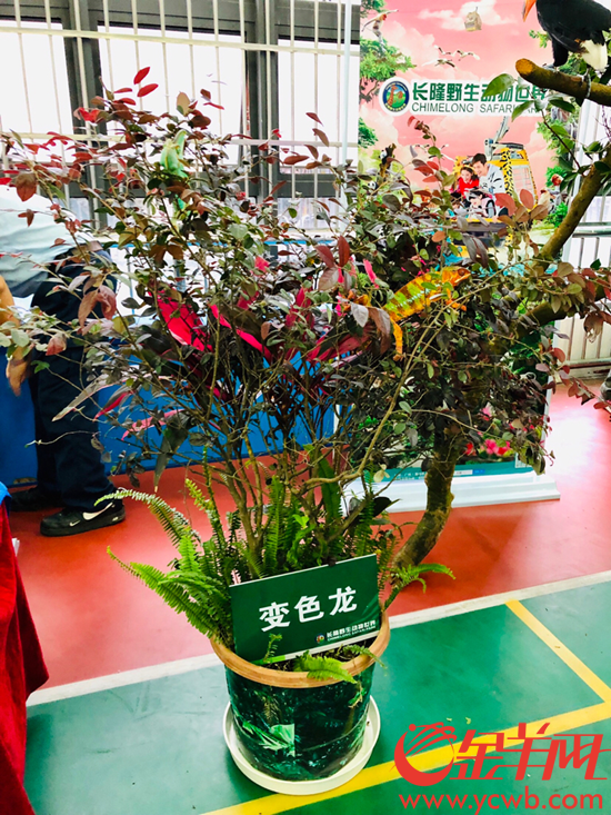 全国野生动植物科普进校园活动广东首站在穗启动