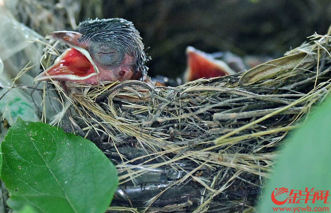 实拍小鸟孵化宝宝全过程