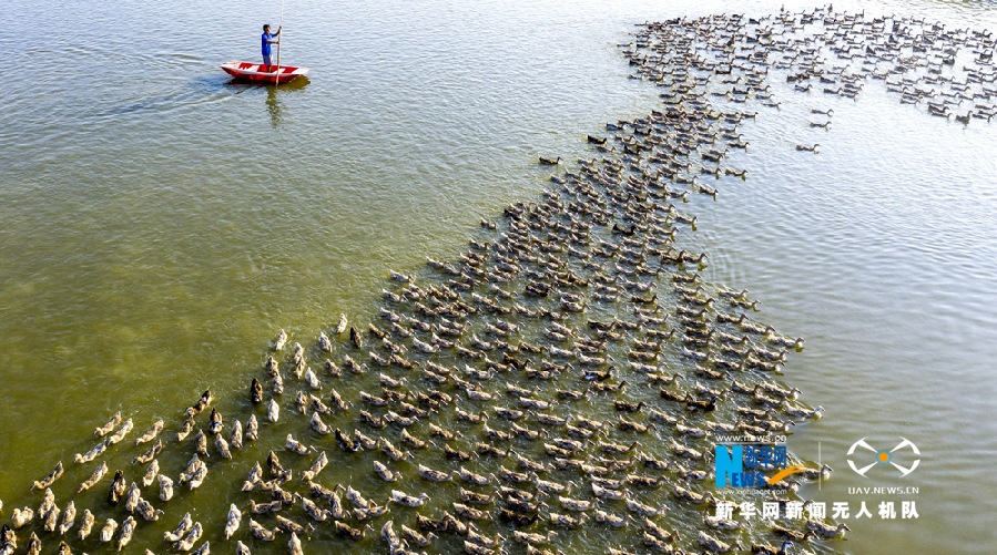 安徽省庐江县白湖镇杨柳水乡，养殖户正在河道里放养鸭子。新华网发（左学长 摄）
