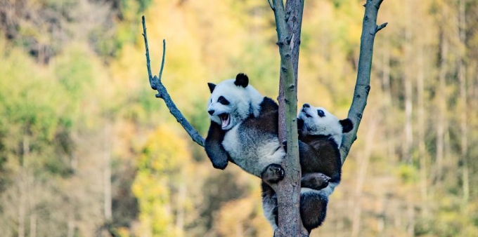  汶川卧龙大熊猫秋日萌照 玩耍、睡觉萌态十足