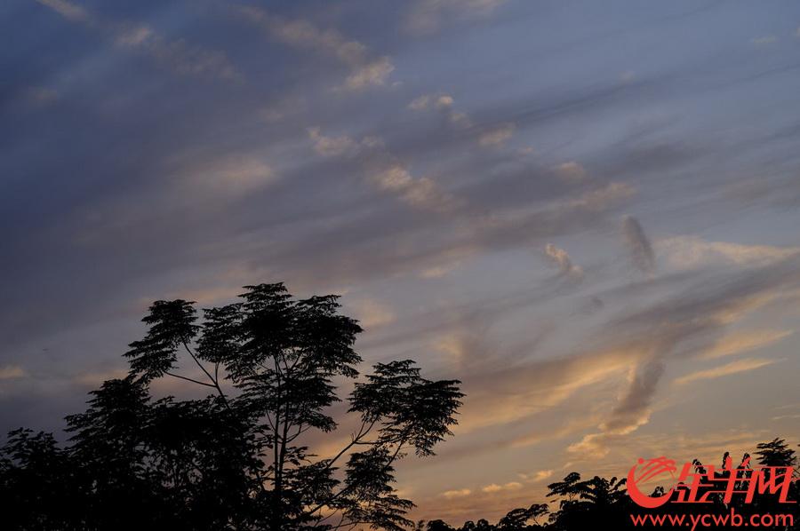 广州晴热干燥，夕阳照天空，常常出现大面积的红霞飞舞景象。太阳在消失地平线之前的短暂时分，让塞在车流中的人们享受了一刹那的浪漫。金羊网记者 戚耀琪 摄