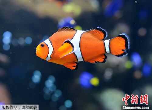 资料图:小丑鱼。