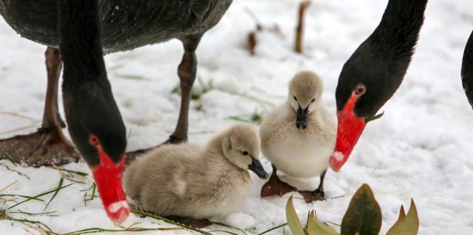  小天鹅出生第五天 跟随父母雪地觅食