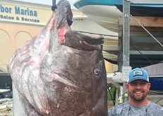  鱼比人高！美国佛罗里达钓起350磅石斑鱼