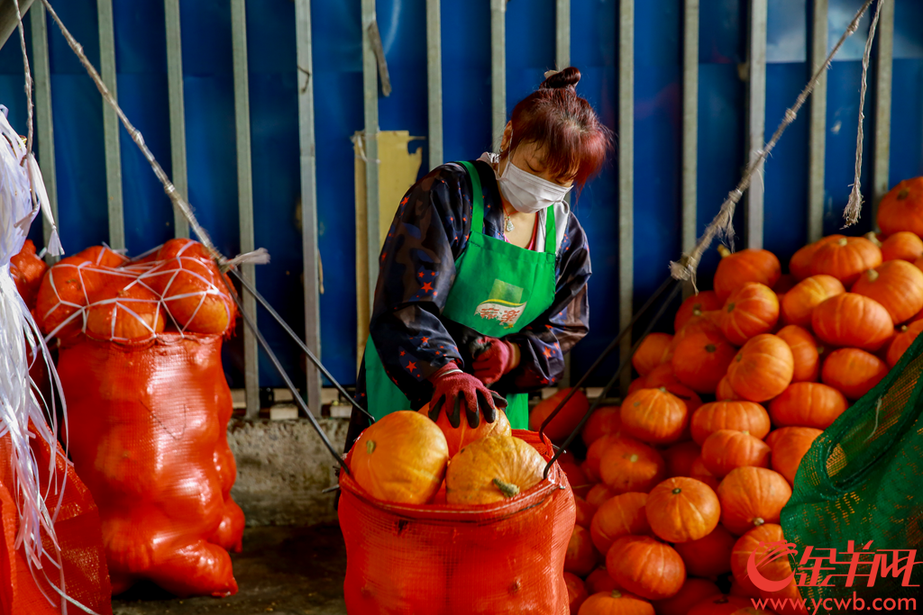 2020年2月6日早上,广州江南果菜批发市场,供销商正在打包分发农产品。有档口日供武汉精品南瓜接近2吨,并在自家信息板打出“武汉加油 中国加油”。
记者从广州江南果菜批发市场获悉,自2月4日开始,批发市场每天的蔬菜交易量已经达到7800吨。助力抗疫,江南市场号召商户积极组织货源,为城市提供稳定、安全和足量的农产品供应。由广州江南市场、江秾汇、江楠鲜品等联合捐赠的首批货值近100万元人民币的民生物资,也于2月4日抵达武汉并分批派送给武汉多家医疗机构。金羊网记者 宋金峪 摄