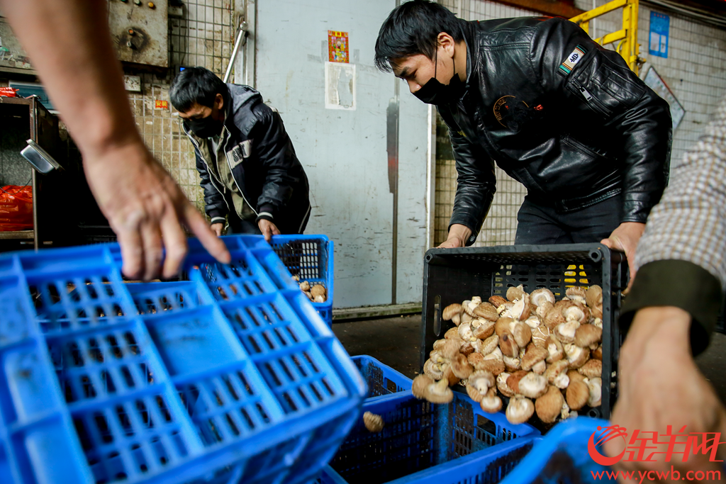 2020年2月6日早上,广州江南果菜批发市场,供销商正在打包分发农产品。有档口日供武汉精品南瓜接近2吨,并在自家信息板打出“武汉加油 中国加油”。
记者从广州江南果菜批发市场获悉,自2月4日开始,批发市场每天的蔬菜交易量已经达到7800吨。助力抗疫,江南市场号召商户积极组织货源,为城市提供稳定、安全和足量的农产品供应。由广州江南市场、江秾汇、江楠鲜品等联合捐赠的首批货值近100万元人民币的民生物资,也于2月4日抵达武汉并分批派送给武汉多家医疗机构。金羊网记者 宋金峪 摄