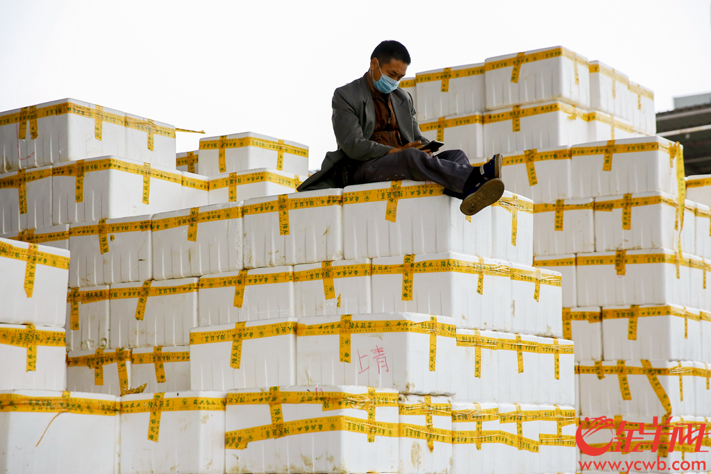 2020年2月6日早上,广州江南果菜批发市场,供销商正在打包分发农产品。有档口日供武汉精品南瓜接近2吨,并在自家信息板打出“武汉加油 中国加油”。
记者从广州江南果菜批发市场获悉,自2月4日开始,批发市场每天的蔬菜交易量已经达到7800吨。助力抗疫,江南市场号召商户积极组织货源,为城市提供稳定、安全和足量的农产品供应。由广州江南市场、江秾汇、江楠鲜品等联合捐赠的首批货值近100万元人民币的民生物资,也于2月4日抵达武汉并分批派送给武汉多家医疗机构。金羊网记者 宋金峪 摄