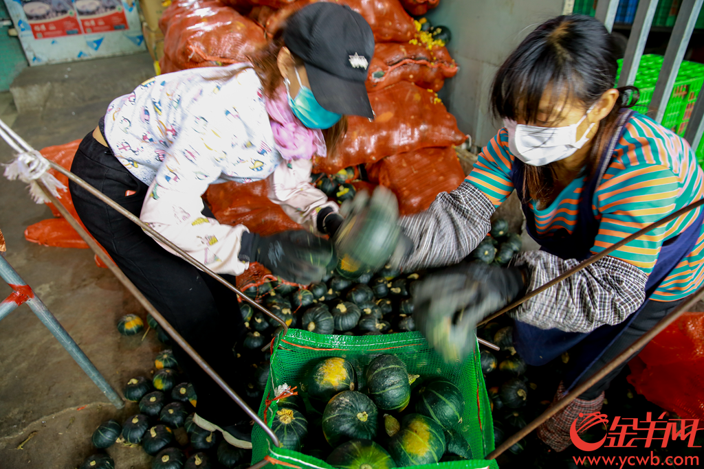 2020年2月6日早上,广州江南果菜批发市场,供销商正在打包分发农产品。有档口日供武汉精品南瓜接近2吨,并在自家信息板打出“武汉加油 中国加油”。
记者从广州江南果菜批发市场获悉,自2月4日开始,批发市场每天的蔬菜交易量已经达到7800吨。助力抗疫,江南市场号召商户积极组织货源,为城市提供稳定、安全和足量的农产品供应。由广州江南市场、江秾汇、江楠鲜品等联合捐赠的首批货值近100万元人民币的民生物资,也于2月4日抵达武汉并分批派送给武汉多家医疗机构。金羊网记者 宋金峪 摄