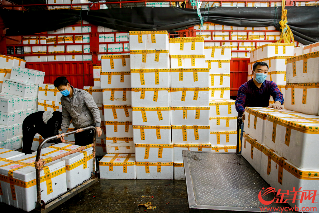 2020年2月6日早上,广州江南果菜批发市场,供销商正在打包分发农产品。有档口日供武汉精品南瓜接近2吨,并在自家信息板打出“武汉加油 中国加油”。
记者从广州江南果菜批发市场获悉,自2月4日开始,批发市场每天的蔬菜交易量已经达到7800吨。助力抗疫,江南市场号召商户积极组织货源,为城市提供稳定、安全和足量的农产品供应。由广州江南市场、江秾汇、江楠鲜品等联合捐赠的首批货值近100万元人民币的民生物资,也于2月4日抵达武汉并分批派送给武汉多家医疗机构。金羊网记者 宋金峪 摄