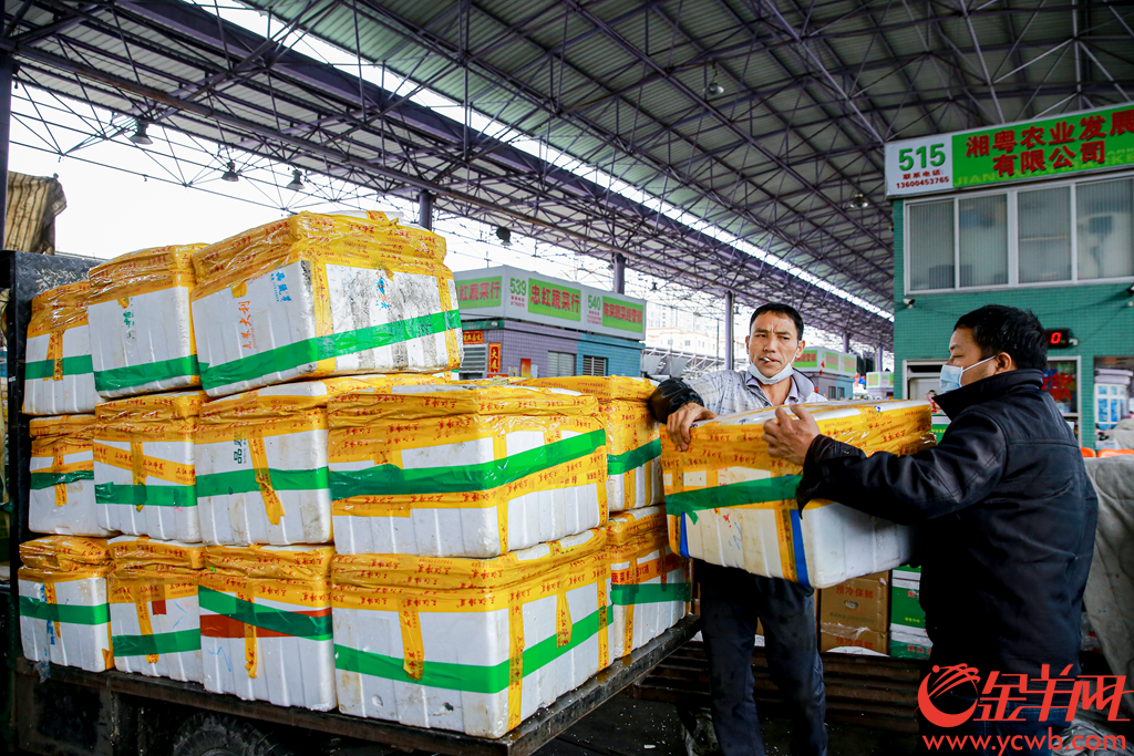 2020年2月6日早上,广州江南果菜批发市场,供销商正在打包分发农产品。有档口日供武汉精品南瓜接近2吨,并在自家信息板打出“武汉加油 中国加油”。
记者从广州江南果菜批发市场获悉,自2月4日开始,批发市场每天的蔬菜交易量已经达到7800吨。助力抗疫,江南市场号召商户积极组织货源,为城市提供稳定、安全和足量的农产品供应。由广州江南市场、江秾汇、江楠鲜品等联合捐赠的首批货值近100万元人民币的民生物资,也于2月4日抵达武汉并分批派送给武汉多家医疗机构。金羊网记者 宋金峪 摄