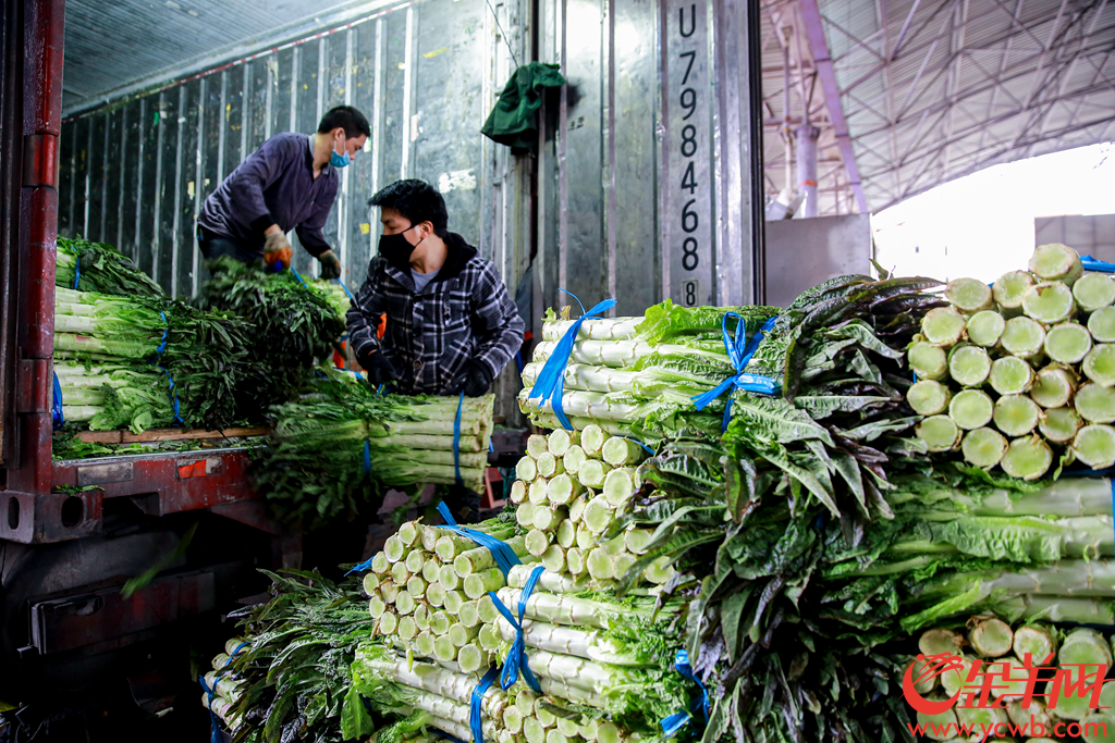 广州江南果菜批发市场每日蔬菜交易量达到7800吨