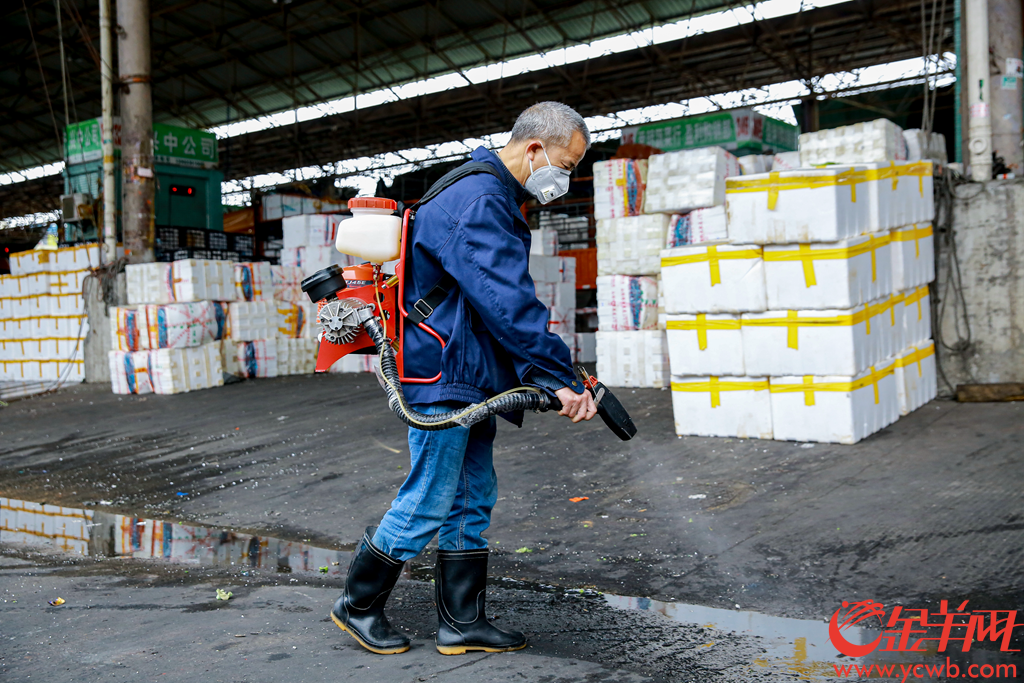 2020年2月6日早上,广州江南果菜批发市场,供销商正在打包分发农产品。有档口日供武汉精品南瓜接近2吨,并在自家信息板打出“武汉加油 中国加油”。
记者从广州江南果菜批发市场获悉,自2月4日开始,批发市场每天的蔬菜交易量已经达到7800吨。助力抗疫,江南市场号召商户积极组织货源,为城市提供稳定、安全和足量的农产品供应。由广州江南市场、江秾汇、江楠鲜品等联合捐赠的首批货值近100万元人民币的民生物资,也于2月4日抵达武汉并分批派送给武汉多家医疗机构。金羊网记者 宋金峪 摄