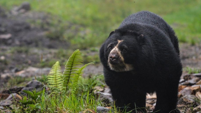  探访哥伦比亚动物保护区 眼镜熊现身林间憨厚可爱