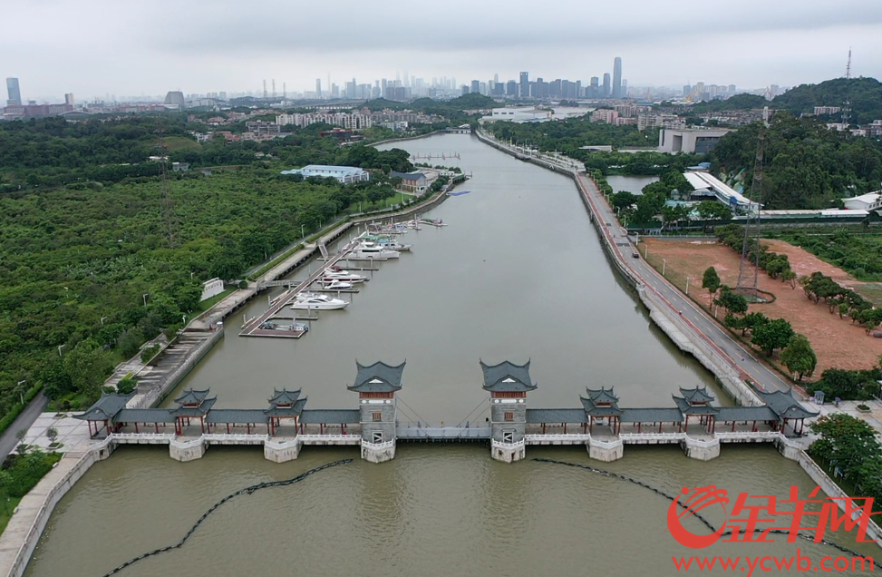 未来可在珠江江心跑马拉松广州计划修建长洲岛碧道