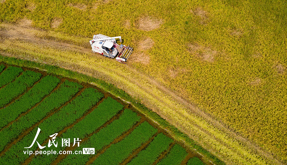 江西新余 新型优质早稻迎来丰收季 金羊网新闻