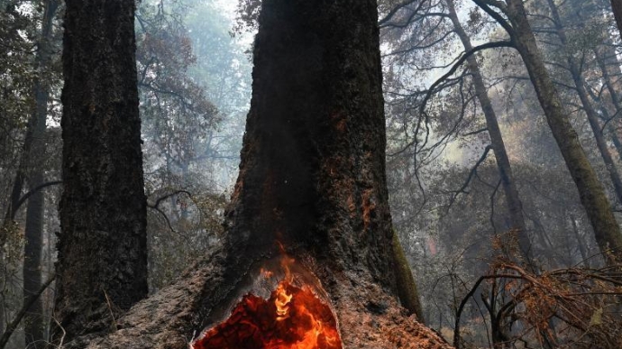  美国加州山火延烧至红杉林 部分树龄超2000年