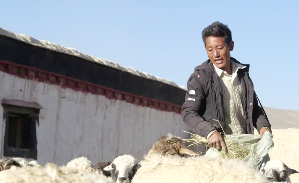 西藏宗措村：奋进小康路 暖“羊”照人心