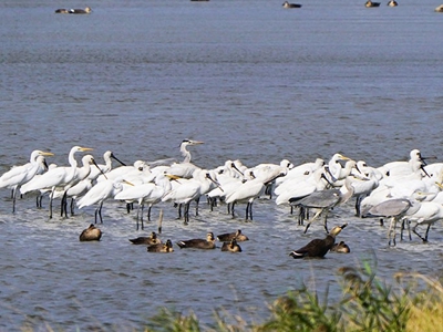  越冬珍稀候鸟飞抵闽江河口湿地 福州迎来最佳观鸟季