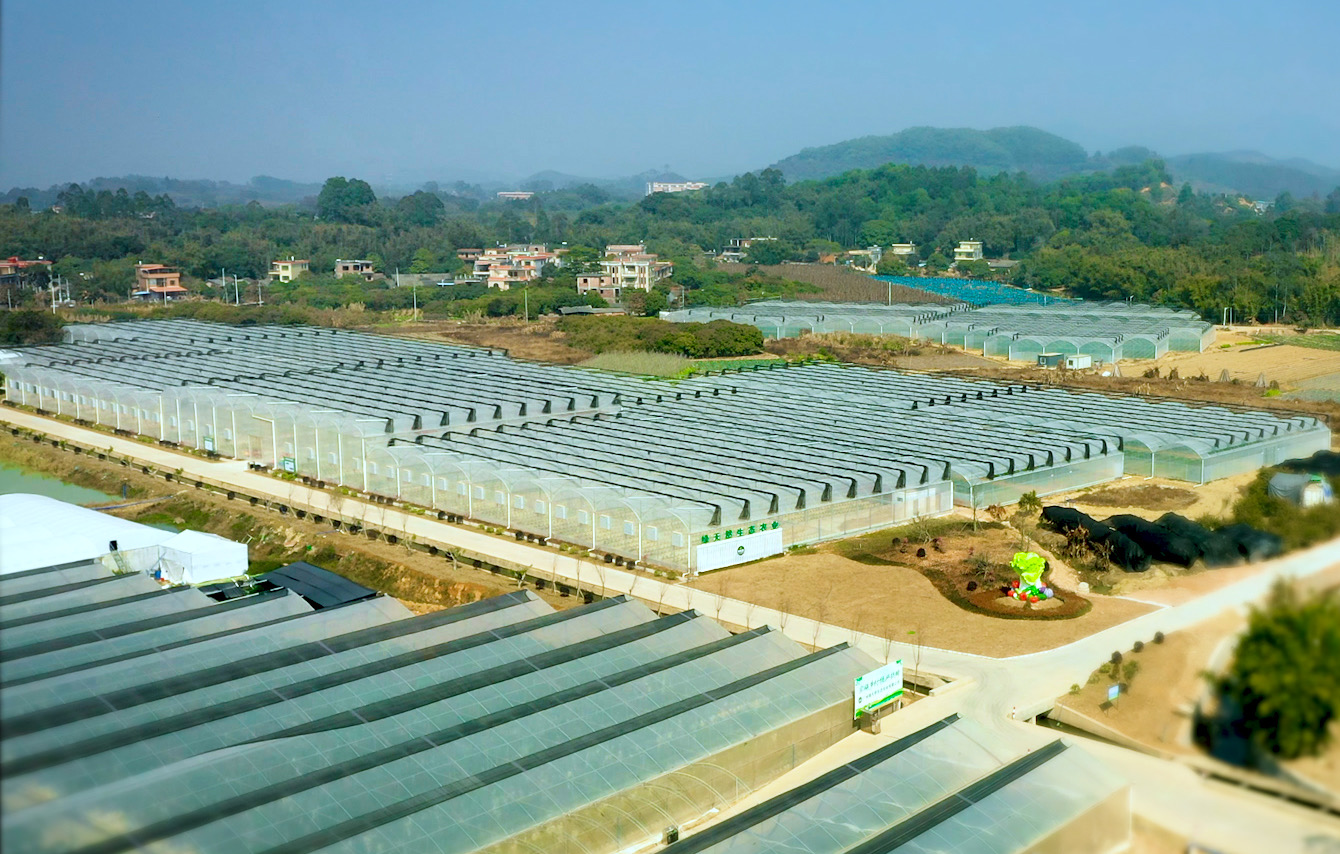 广州TVT体育增城这家水培种植基地蔬菜是“喝”山泉水长大的(图3)