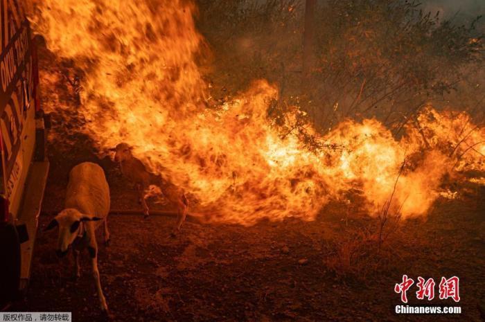 地中海地区热浪袭击野火狂烧 专家称未来将更频繁