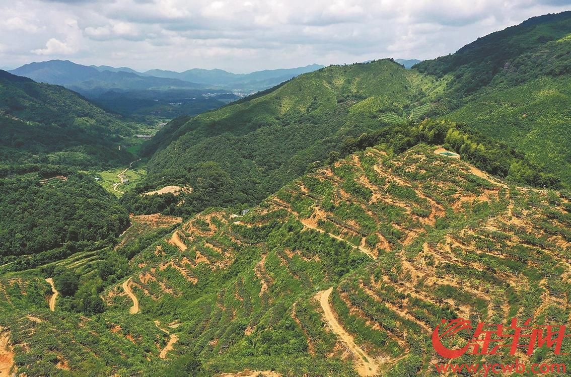 广东 岭南风采 种植基地相关负责人介绍,目前种植基地产出的猕猴桃,除