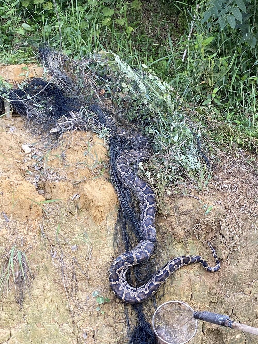 国家一级保护动物大蟒蛇"偷吃"遇险 乡村振兴工作队